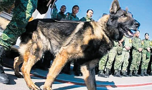&#039;Proteo&#039; görevi başında öldü
