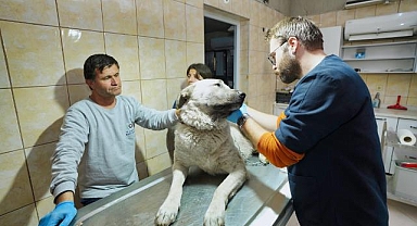 Depremzede köpek İzmir'de yaşayacak