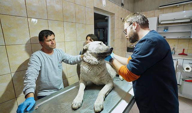 Depremzede köpek İzmir&#039;de yaşayacak