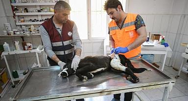 Hatay'da 10 Binden Fazla Hayvana "Şifa Eli" Değdi