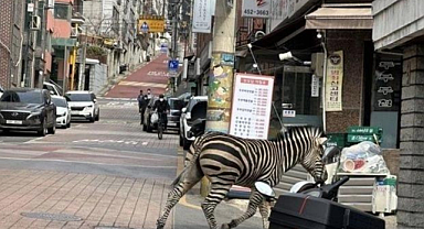 Hayvanat Bahçesinden Kaçtı, Şehre İndi
