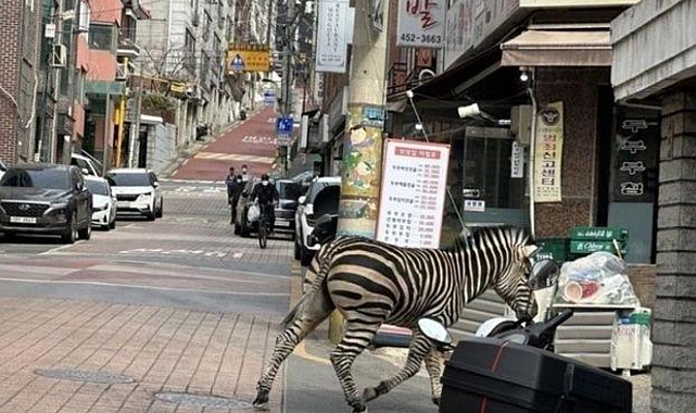 Hayvanat Bahçesinden Kaçtı, Şehre İndi