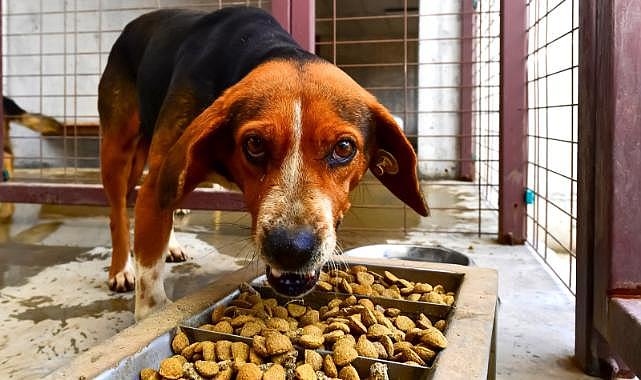 İzmir Büyükşehir Belediyesi can dostlar için mama üretimine başladı