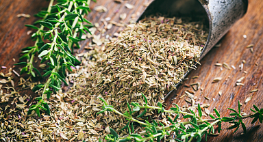 Kekik ihracatçılarından üreticilere çağrı: Ürünlerinizi doğru yöntemlerle hasat edin