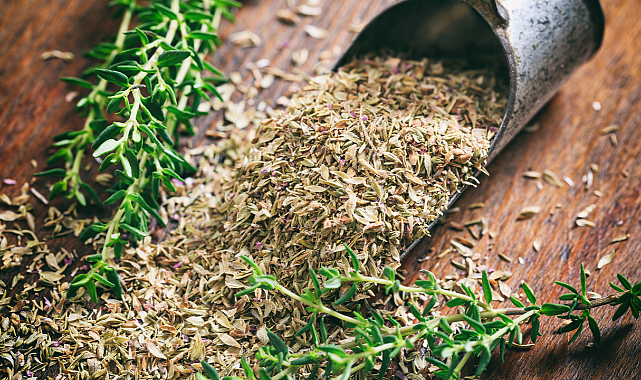 Kekik ihracatçılarından üreticilere çağrı: Ürünlerinizi doğru yöntemlerle hasat edin