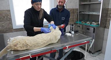 Menemen Belediyesi Depremzede Can Dostlara Sahip Çıktı