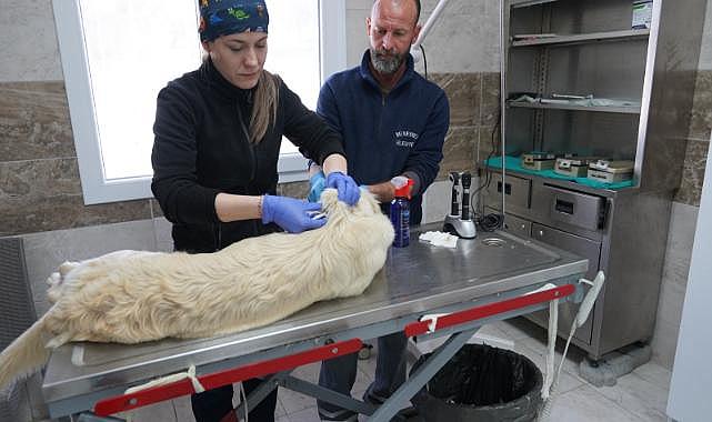 Menemen Belediyesi Depremzede Can Dostlara Sahip Çıktı