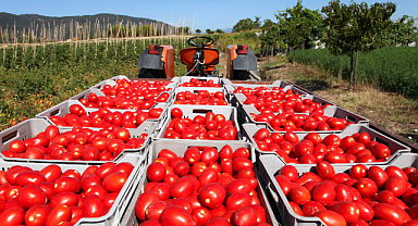 Domates ihracatını 500 milyon doları çıkaracak karar