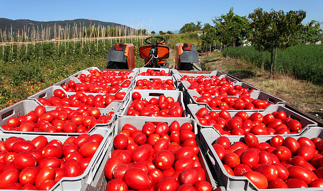 Domates ihracatını 500 milyon doları çıkaracak karar