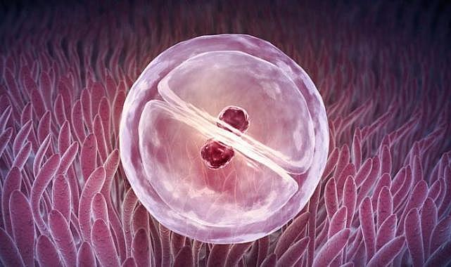 Embriyoda Genetik Test Hakkında Merak Ettiğiniz 7 Soru ve Yanıtı