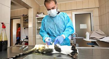 Gaziemir’de 21 Bin 940 Hayvana Veteriner Sağlık Hizmeti