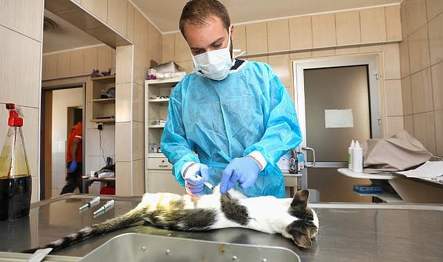 Gaziemir’de 21 Bin 940 Hayvana Veteriner Sağlık Hizmeti