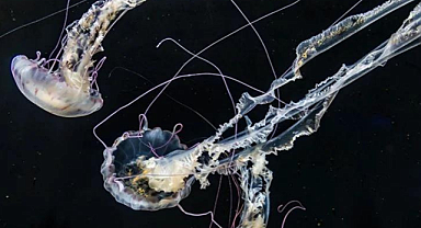 5 binden fazla yeni canlı türü keşfedildi