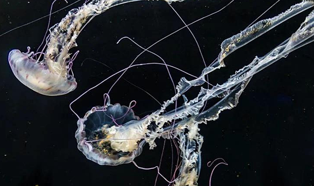 5 binden fazla yeni canlı türü keşfedildi