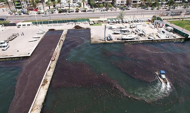 Bostanlı sahilinde deniz marulu temizliği