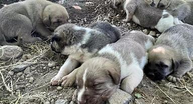 Çalınan can dostlar PETVET sayesinde bulundu