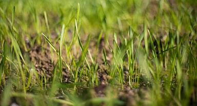 İzmir'de kuraklığa ve susuzluğa dayanıklı yem bitkileri üretiliyor