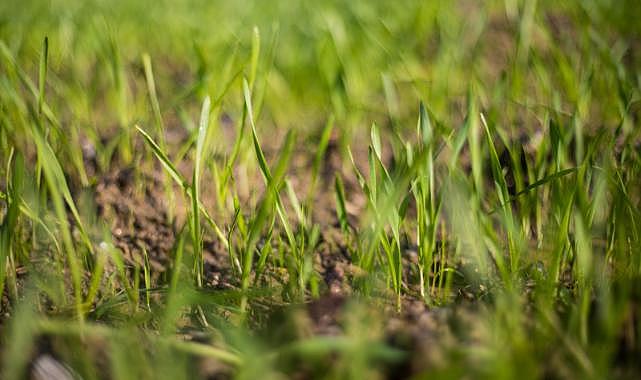 İzmir&#039;de kuraklığa ve susuzluğa dayanıklı yem bitkileri üretiliyor