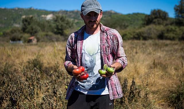 Karşıyaka&#039;nın Yamanlar domatesi İzmir&#039;in 17 ilçesine yayılıyor