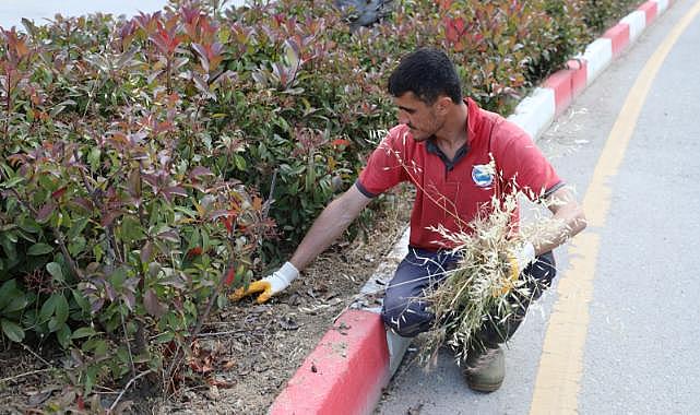 Menderes&#039;te Ot Temizliği