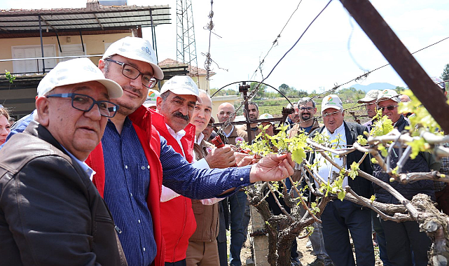 Türk üzümü dünya sofralarına kalıntısız ulaşıyor