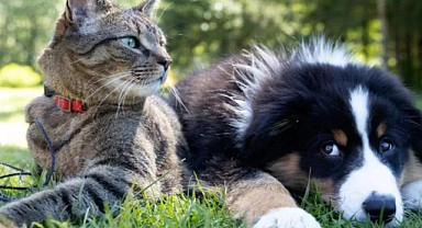 Yapay zeka, hayvanlarla konuşmamızı da sağlayabilir mi?