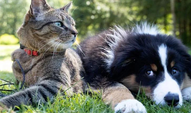 Yapay zeka, hayvanlarla konuşmamızı da sağlayabilir mi?