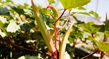  Bornova Kınalı Bamyası’na koruma kalkanı