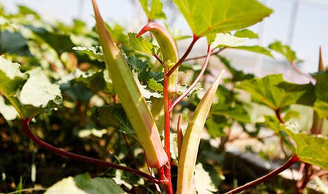 Bornova Kınalı Bamyası’na koruma kalkanı
