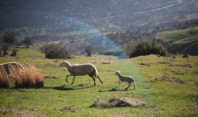 Çoban Start-up desteğiyle gençler üretime dönüyor