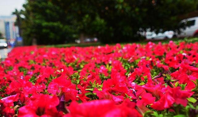 İzmir çiçek açtı