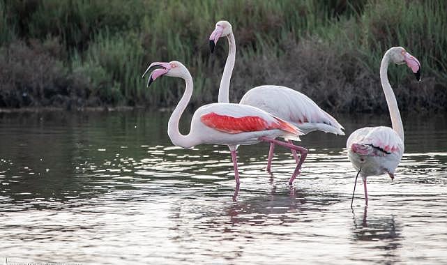 İZSU&#039;dan temiz Körfez için tarihi adımlar