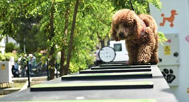 Kemalpaşa'da Can Dostlar İçin Pati Park