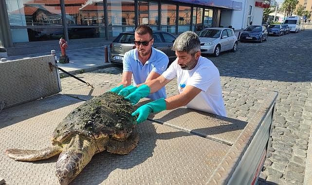 Körfez&#039;de yaralı &quot;Caretta Caretta&quot; bulundu