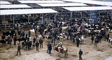 Ödemiş'te kurban satış ve kurban kesim yerleri belli oldu