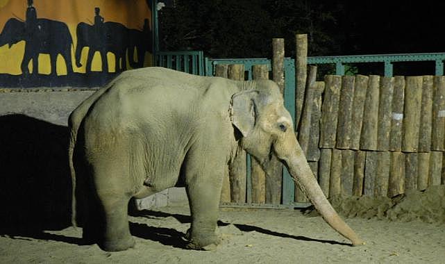 Pak Bahadır efsanesi müzede yaşatılacak