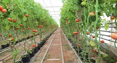 Tarımda "jeotermal" devri