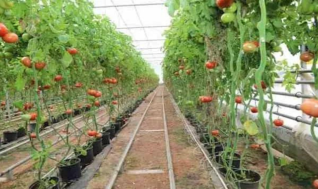 Tarımda &quot;jeotermal&quot; devri