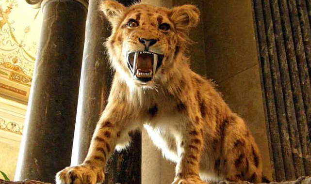 5 milyon yıllık fosiller, 2 yeni kılıç dişli kedi türünü ortaya çıkardı