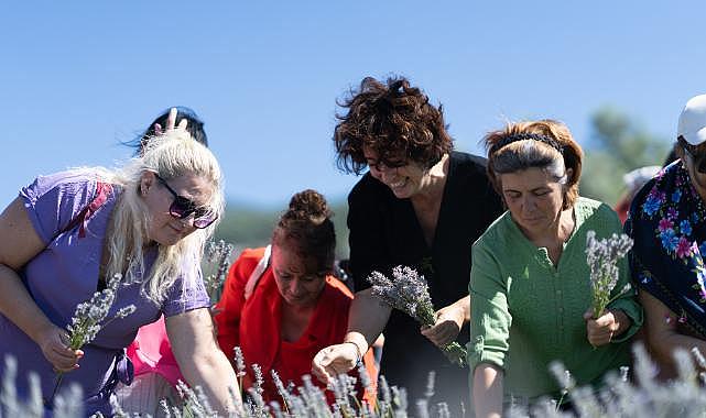 İmece usulü lavanta hasadında dayanışma örneği