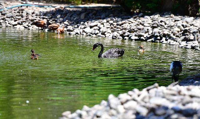 İzmir Doğal Yaşam Parkı’nın göçmen kuşları