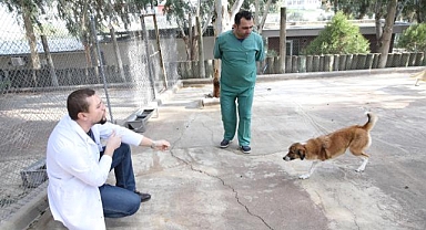 Karşıyaka'nın ampute köpekleri emin ellerde