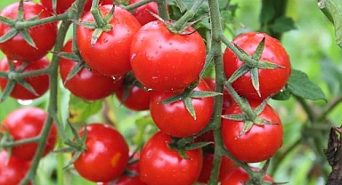 Rusya, domates ithalat kotasını artırdı