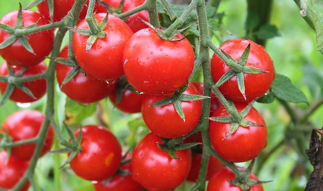 Rusya, domates ithalat kotasını artırdı