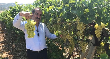 Superior Seedless Çeşidi Sofralık Üzümün ihracat yolculuğu başladı