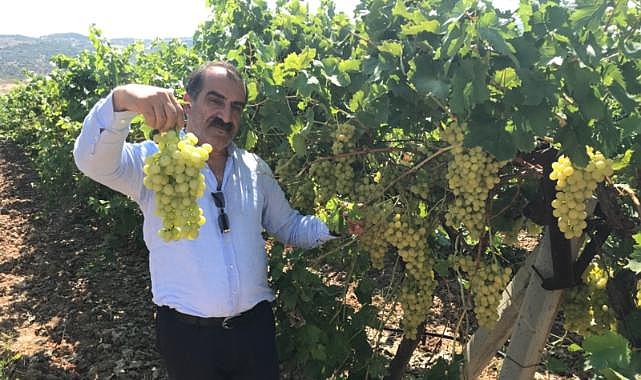 Superior Seedless Çeşidi Sofralık Üzümün ihracat yolculuğu başladı