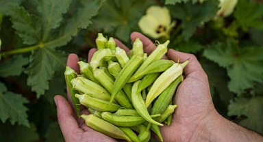 Susuz bamya İzmir'e yayılıyor