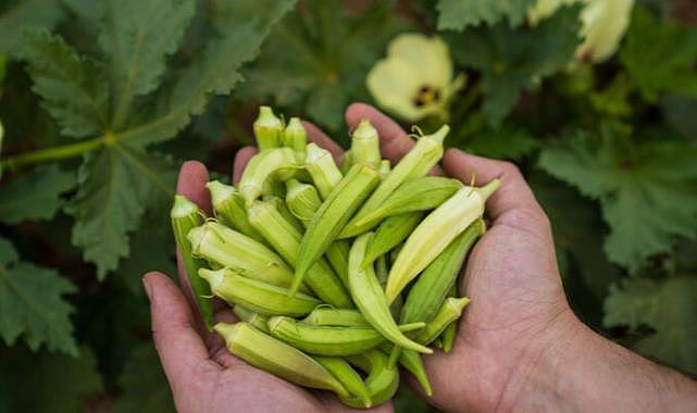 Susuz bamya İzmir&#039;e yayılıyor