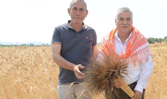 Torbalı Belediyesi buğday hasadını tamamladı