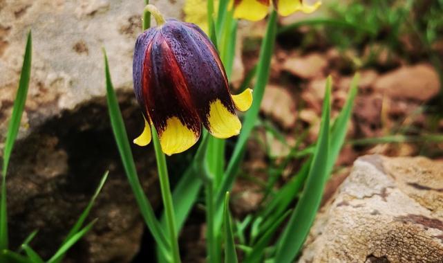 Üç üniversitenin akademisyenlerinin ortak çalışması ile yeni bir lale türü keşfedildi